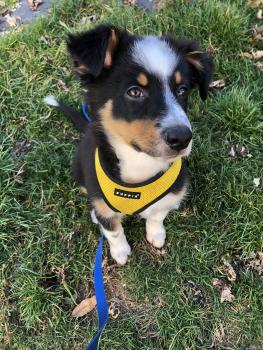 Yogi, Australian Shepherd