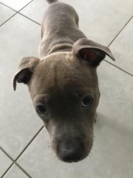 Roxy, Staffordshire Bull Terrier