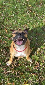 Rocky, Staffordshire Bull Terrier