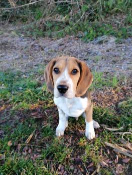 Snoopy, Beagle