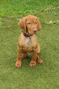 Ringo, Braco Húngaro