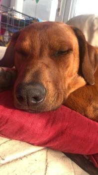 Gunner, Crestado Rodesiano