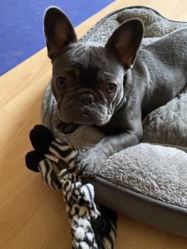 Blue, Bouledogue francese