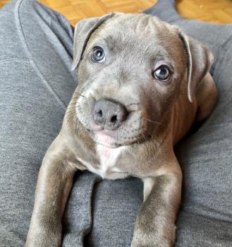 Rosko, Staffordshire Bull Terrier