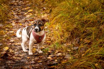 Linnea, Parson Jack Russell Terrier (De Pelaje Corto - Suave)