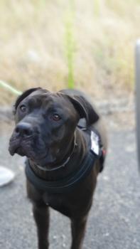 PACO, Otros perros