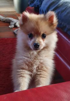 Maya, Keeshond