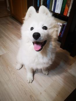 Polar, Samoyedo