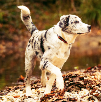 Rollo, Berger Australien