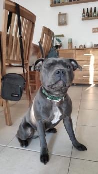 Rider, Staffordshire Bull Terrier