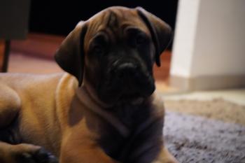 Schorsch, Bullmastiff