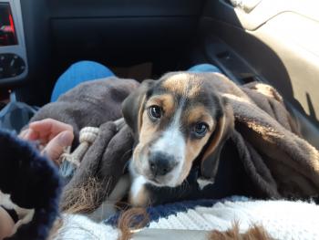 Rusty, Beagle
