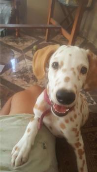 Kisses, Dálmata