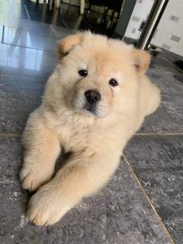Laïka, Chow Chow