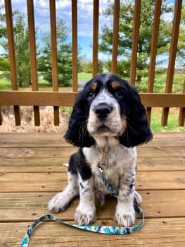 Stanley, English Springer Spaniel