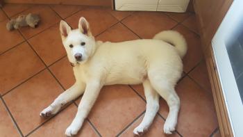 Klaus, Akita Japonés