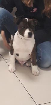 Rocky, Staffordshire Bull Terrier