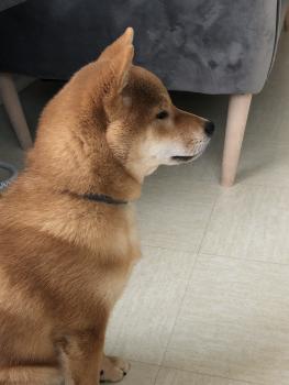 Ryu, Shiba Inu Japonés