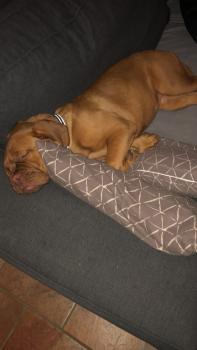 Roukine, Dogo De Burdeos