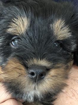 Milo, Tibetanischer Terrier