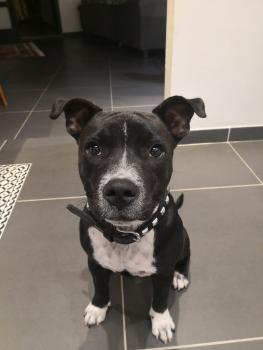 Rory, Staffordshire Bull Terrier
