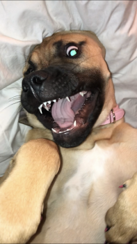 Layla (Boe-Peep), Mastín Inglés O Mastiff