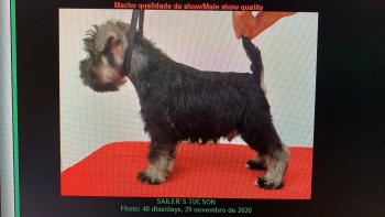 Duque, Zwergschnauzer