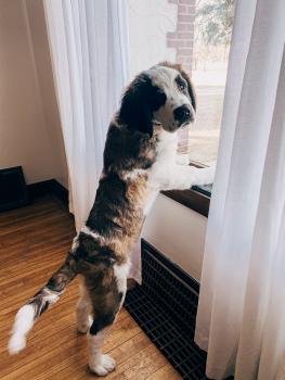 Paisley, Saint Bernard