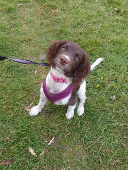 Poppy, Springer spaniel inglés
