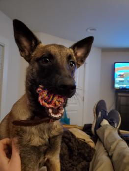 Sweet Mel, Berger Malinois