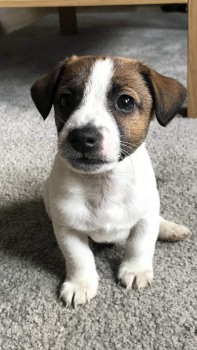 Stubbsy, Jack Russell