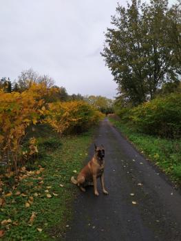Narko, Pastor Belga Malinois
