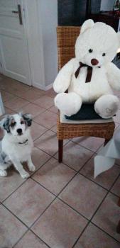 Lucky, Pastor Australiano