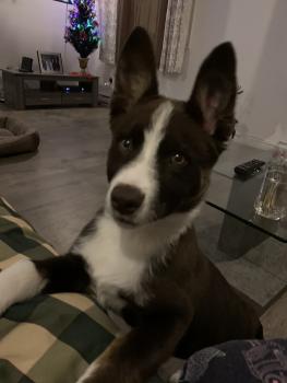 Youri, Border Collie