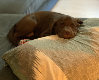 Layla, Labrador Retriever