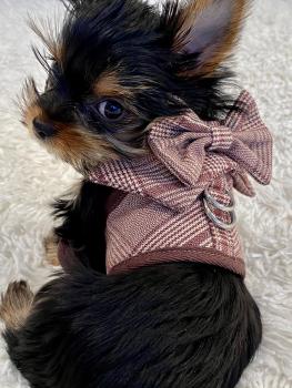 Diam's, Yorkshire Terrier