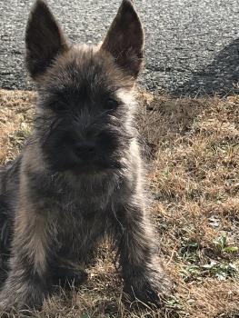 Stormy, Cairn Terrier