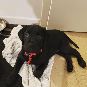 Ruby, Labrador Retriever