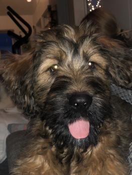 King Arthur, Pastor De Brie O Briard