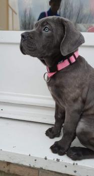 Ruby, Cane Corso