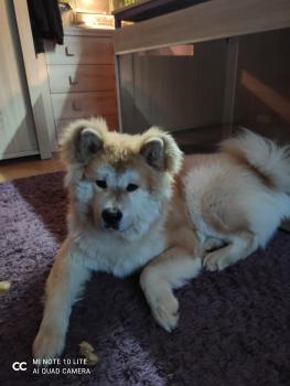 Hoshi, Akita Japonés