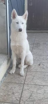 Renko, Husky Siberiano
