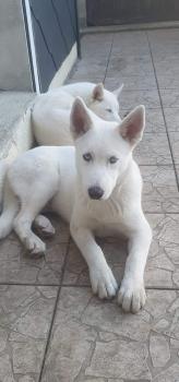 Irko, Siberian Husky
