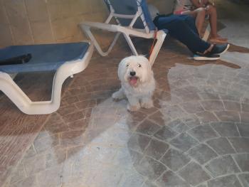 Puppsi, Bichón