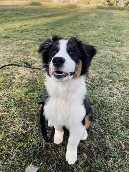 Molly, Pastor Australiano