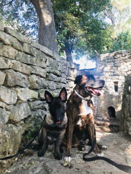 Rocky, Cane da pastore belga