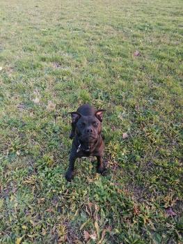 Raf Rutabaga, Staffordshire Bull Terrier