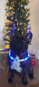 Roger, Bulldog Francés