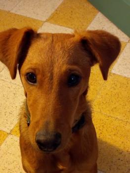 Doowy, Fox Terrier De Pelo Liso