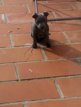 Raven, Staffordshire Bull Terrier